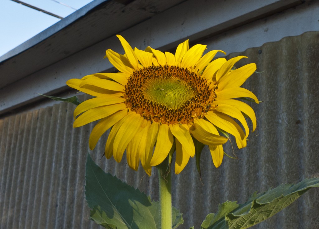 Blooming in El Paso